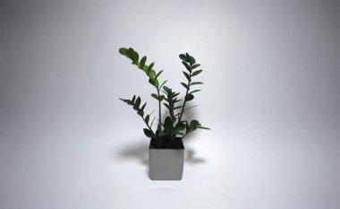 Hafif bir yüzeye yerleştirilmiş, modern, beyaz bir çömleğe yerleştirilmiş, minimalist yeşil kapalı alan bitkisi. Ev dekorasyonu, ekolojik yaşam ve yaşam tarzı kavramları için mükemmel bir arka plan.