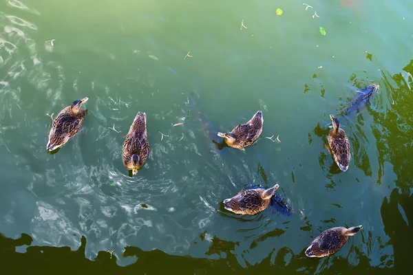 Patos con pescado en un estanque. Vista desde arriba. Naturaleza . — Foto de Stock