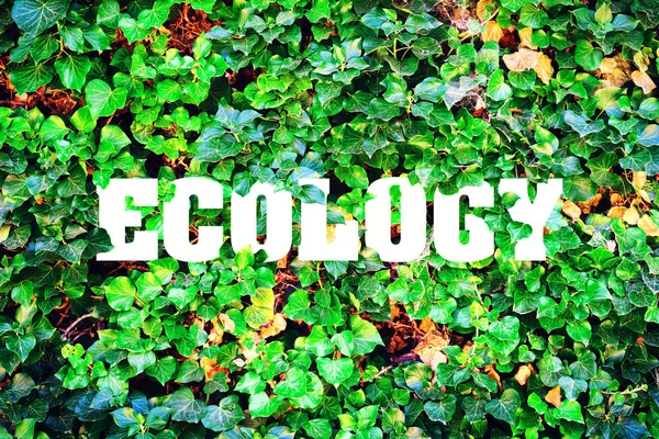 Napis, ekologia na tle zielonych liści. Pojęcie czystej natury. — Zdjęcie stockowe
