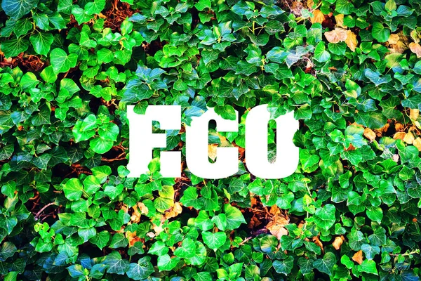 Inscrição Eco Fundo Folhas Verdes Conceito Natureza Pura Luta Contra — Fotografia de Stock