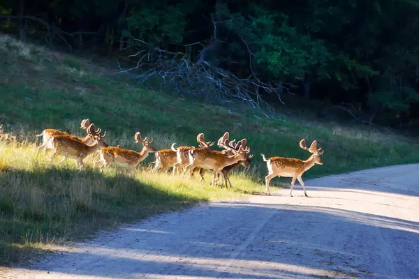 Herde schöner Hirsche im Wald. sonniger Tag. Tierwelt — Stockfoto