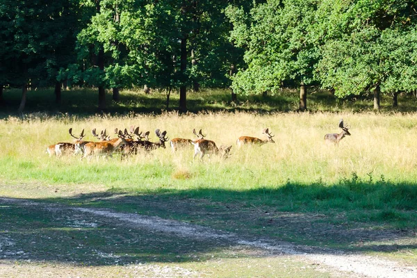 Herde Schöner Hirsche Wald Sonniger Tag Tiere Tiere — Stockfoto