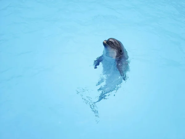 美丽的海豚在蓝色的水中。复制空间。动物 — 图库照片
