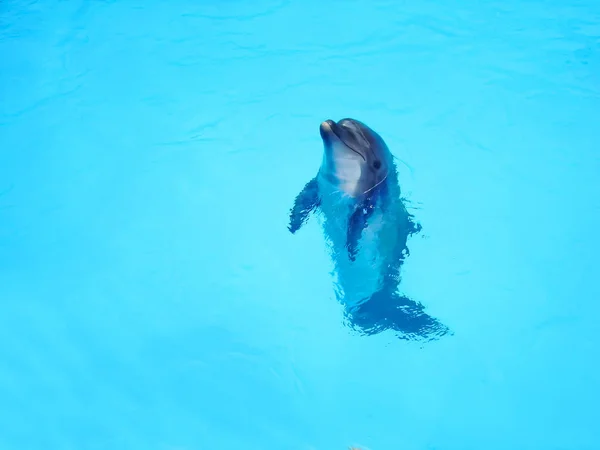 Vackra delfiner i det blå vattnet. Kopiera utrymme. Djur — Stockfoto