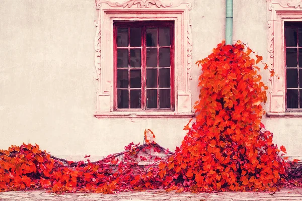 Krásné červené podzimní ivy na pozadí staré zdi s windows. Architektura. Podrobnosti. — Stock fotografie
