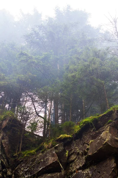 Schöne Kiefer auf einem gebirgigen Berg, der mit Nebel bedeckt ist. von unten. — Stockfoto