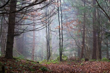 Güzel iğne yapraklı dağ orman sis. Doğal arka plan. Orman manzara.