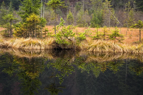 Vackra Reflektion Barrträd Fjällsjö Naturlig Bakgrund Bergslandskap — Stockfoto