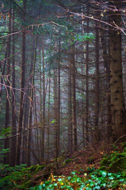 Güzel iğne yapraklı dağ orman sis. Doğal arka plan. Orman manzara.