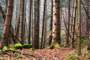 Güzel iğne yapraklı dağ orman sis. Doğal arka plan. Orman manzara.