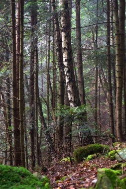 Güzel iğne yapraklı dağ orman sis. Doğal arka plan.