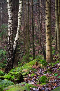 Güzel iğne yapraklı dağ orman sis. Doğal arka plan.
