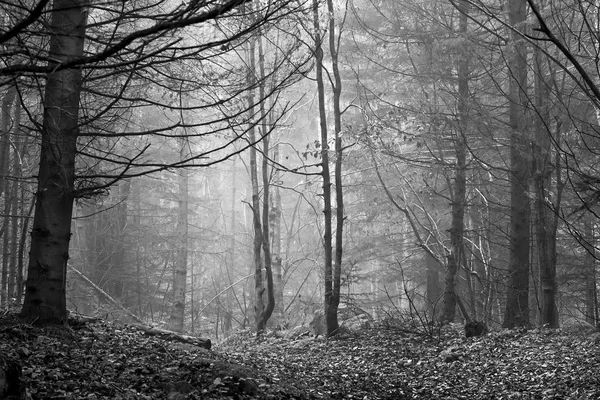 Beautiful coniferous mountain forest in the fog. Black and white version. Natural background — Stock Photo, Image