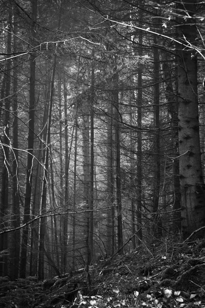 Wunderschöner Nadelwald Nebel Schwarz Weiß Version Natürlicher Hintergrund Waldlandschaft — Stockfoto