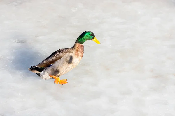 Belo Pato Está Andar Sobre Gelo Animais Estimação Natureza — Fotografia de Stock