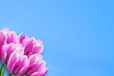 Mavi bir arka plan üzerinde güzel Pembe Lale çerçevesinde. Uzay kopyalayın. Mutlu kadınlar günü, anneler günü arka plan.