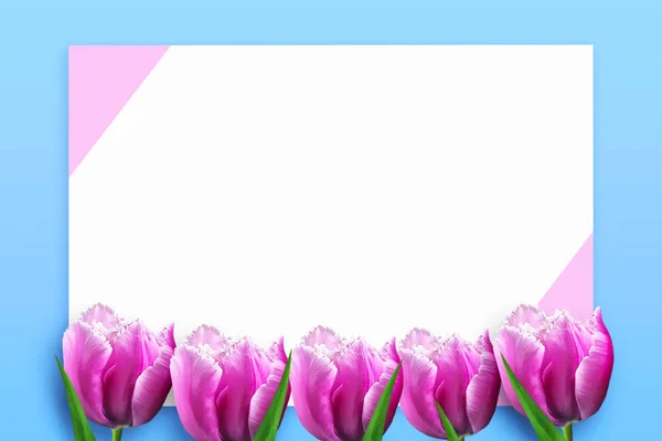 Cadre de belles tulipes roses sur fond bleu. Espace de copie. Joyeuse fête des femmes, fond de fête des mères . — Photo