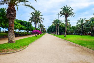 Park ile güzel palmiye ağaçları ve ağaçlar. İspanya. Gran Canaria. Rahatlamak için yerler. Doğa.