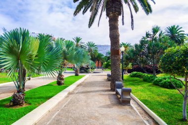 Park ile güzel palmiye ağaçları ve ağaçlar. İspanya. Gran Canaria. Rahatlamak için yerler. Doğa.