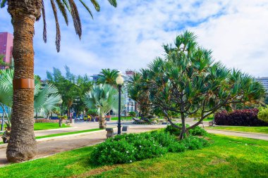 Park ile güzel palmiye ağaçları ve ağaçlar. İspanya. Gran Canaria. Rahatlamak için yerler. Doğa.