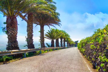 Gran Canaria dağ yollarında. Yol boyunca güzel palmiye ağaçları. İspanya. Seyahat eder. Taşıma. Yaz tatili.