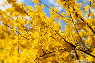 Güzel bahar çiçekli ağaçlar. Close. Seçici odak. Bokeh. Çiçek arka plan.