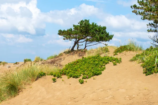 Schöne Kiefern am sandigen Ufer. blauer bewölkter Himmel. Natur. Bäume. — Stockfoto