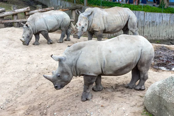 Три больших красивых носорога на прогулке . — стоковое фото