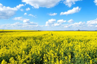 Sarı kolza çiçeği olan güzel bir tarla. Bulutlu gökyüzü doğası. Manzaralar. Doğal arkaplan.