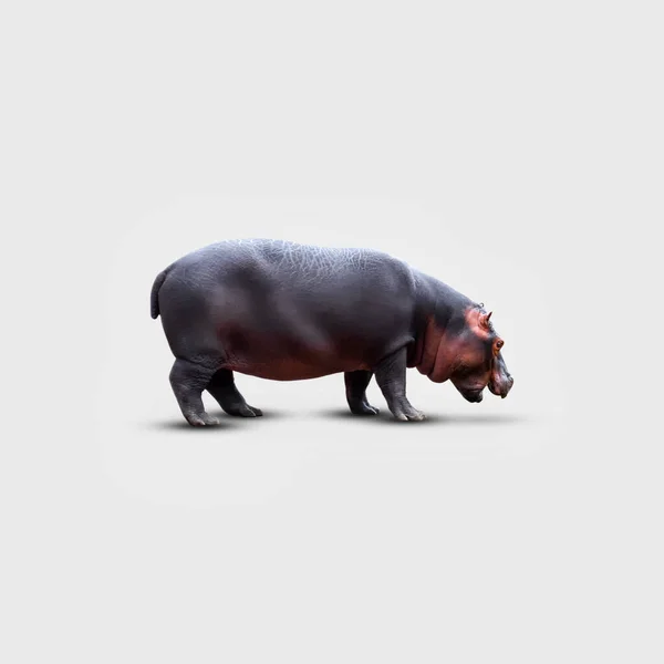 Hippopotamus Gri Bir Arka Planda Izole Edildi Vahşi Hayvanlar Vahşi — Stok fotoğraf