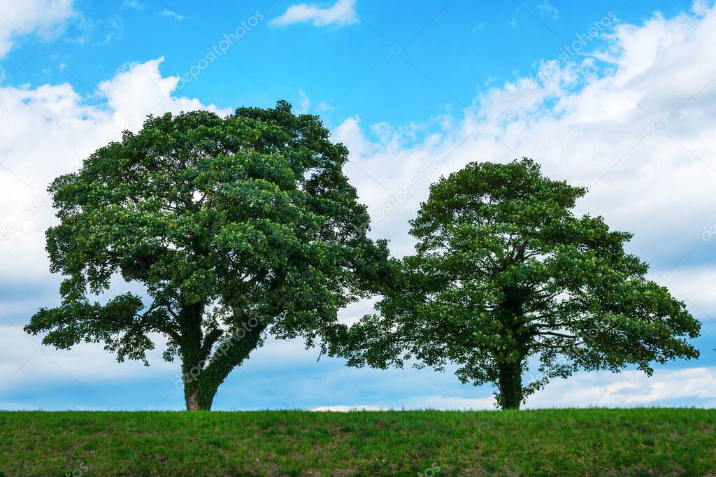 Two beautiful green trees on a background of cloudy sky. Nature. Natural background.
