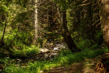Dağ nehri olan kozalaklı dağ ormanı. Karpatlar. Ukrayna. Dağlarda tatiller. Turizm. Açık hava aktiviteleri. Arkaplan.