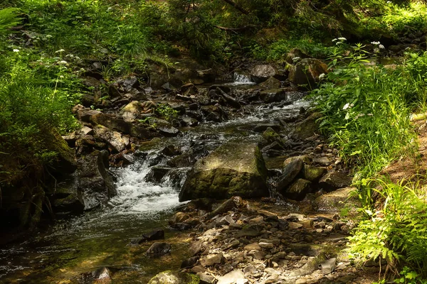 Dağ Nehri Olan Kozalaklı Dağ Ormanı Karpatlar Ukrayna Dağlarda Tatiller — Stok fotoğraf