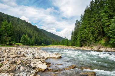 Güzel dağ nehri. Ukrayna. Karpatlar Doğa Seyahatleri