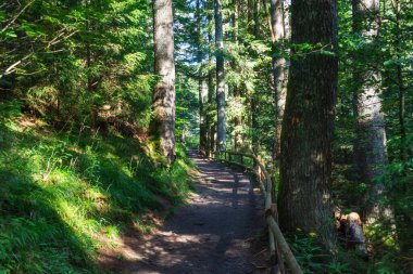 Kozalaklı ormanda dağ yolu. Ukrayna. Karpatlar. Eğlence Gezileri