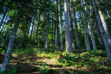 Kozalaklı dağ ormanları. Karpatlar. Ukrayna. Dağlarda tatiller. Turizm. Açık hava faaliyetleri Arkaplan