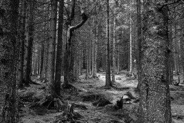 Kozalaklı dağ ormanları. Karpatlar. Siyah beyaz fotoğraf. Ukrayna. Dağlarda tatiller. Turizm. Açık hava faaliyetleri Arkaplan