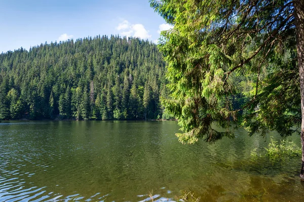 Hermoso Lago Montaña Lago Synevyr Ucrania Cárpatos Naturaleza Natural Viajes —  Fotos de Stock