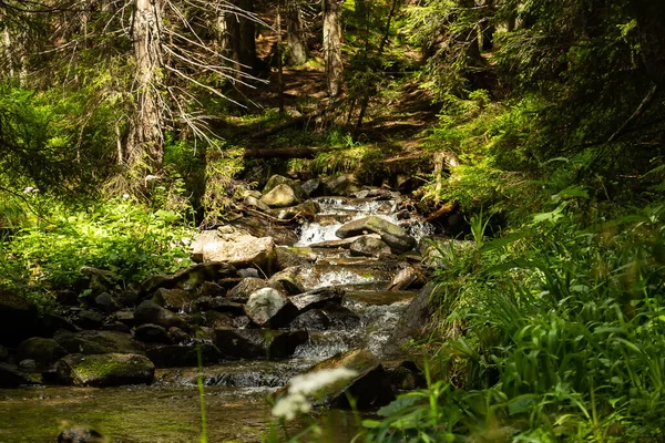 Floresta Montanha Conífera Com Rio Montanha Cárpatos Ucrânia Férias Nas — Fotografia de Stock