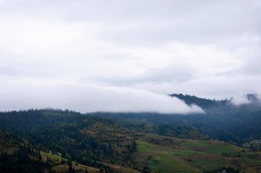 Dağlar ve sisin içindeki kozalaklı orman. Karpatlar. Ukrayna