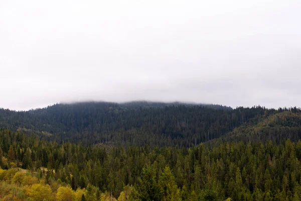 在雾中的高山和针叶林 喀尔巴阡山脉乌克兰 — 图库照片