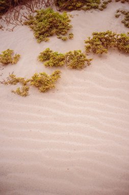 Baia Das Gatas üzerinde Atlantik sahil şeridi üzerinde yerel bitkiler ile gerçeküstü altın kum tepeleri. Calhau kuzeyinde, Sao Vicente Island Cape Verde