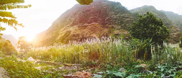 Великолепный интерьер на Santo Antao. Пышное место с манго, хлеба, лотоса растений, сахарного тростника и бананов . — стоковое фото
