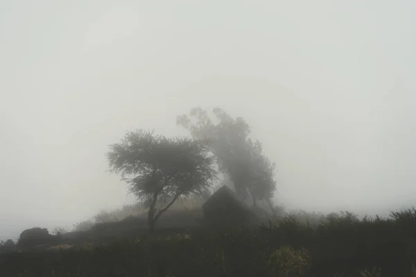 Silhoutte drzew i dom w mleczna mgła — Zdjęcie stockowe
