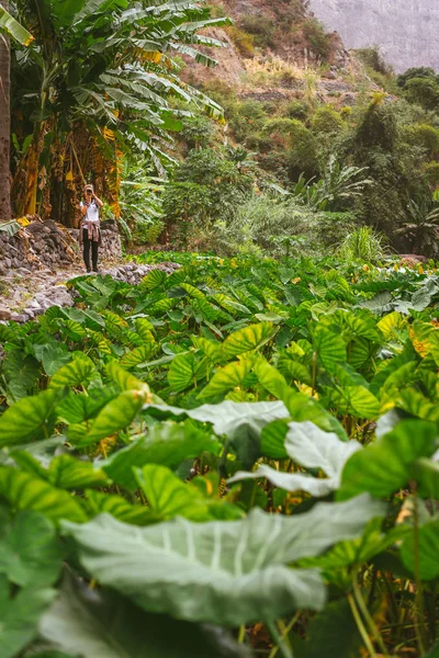 Girl making photo of a lotus plants in lush green valley on the bottom of a mountain. Santo Antao. Cape Verde — Stock Photo, Image