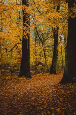 Sarı sonbahar orman ağaçlarında arasındaki yolu