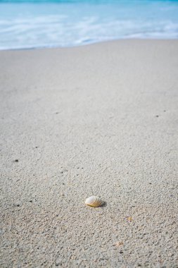 Okyanus dalgaları arka planda çalışırken beyaz köpük ile kum plajındaki deniz kabuğu. Masmavi mavi su ile tropikal plaj