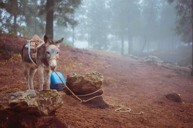 Şirin eşek yana çam ormanı puslu sabah erken üzerinde çalışmaya hazır duran.