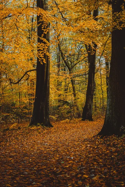 Sarı sonbahar orman ağaçlarında arasındaki yolu