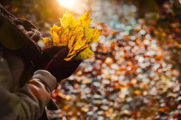 Les femmes tiennent un bouquet de feuilles d'érable jaune d'automne dans ses mains gantées. Sol recouvert de feuilles d'orange et de lumière du soleil rétro-éclairée chaude en arrière-plan — Photo